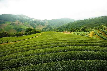 茶田景观图片