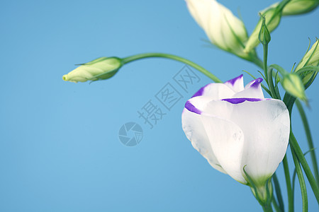 Lisianthus 叶末蓝色阴影柔软度螺旋美丽丝绸墙纸桔梗花瓣植物群礼物邀请函图片