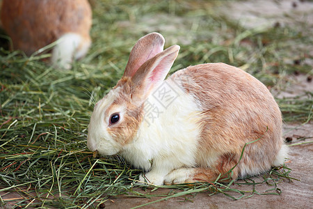 兔子兔金子耳朵灰色毛皮婴儿白色雏菊魅力动物群绿色图片