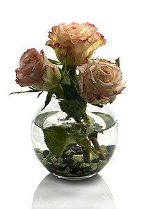 花瓶加橙色玫瑰植物玻璃礼物卡片生日叶子花园荒野墙纸花束图片