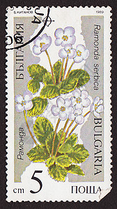 邮政邮票风格植物价格专辑旅行边缘装饰明信片植物群信封图片