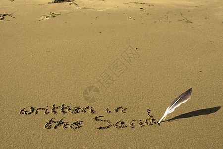 写在沙中 有羽毛的松毛图片