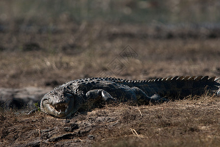 鳄鱼巴牙家公园沼泽太阳鳄属獠牙眼睛牙齿游戏荒野生态旅游图片