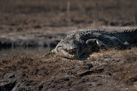 鳄鱼巴牙荒野眼睛牙齿獠牙男性沼泽鳄属展示动物危险图片