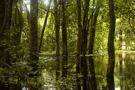 亚马逊雨林沼泽丛林热带植被森林衬套情调环境叶子旅行风景图片
