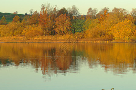 秋季绿色风格装饰橙子紫色树木黄色树叶季节日历图片