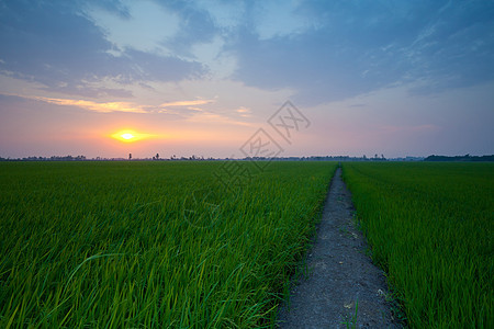 大米日落农场热带稻田天空粮食植物草地场景食物收成生长图片