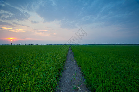 大米日落农场粮食旅行稻田食物草地场景人行道太阳天空国家图片