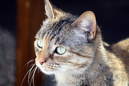 选项卡猫谷仓木头动物虎斑胡须猫科蓝色哺乳动物房子猫咪图片