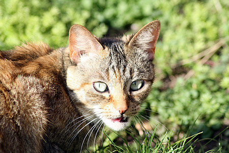 选项卡猫眼睛宠物毛皮蓝色鼻子木头天空猫咪投标哺乳动物图片