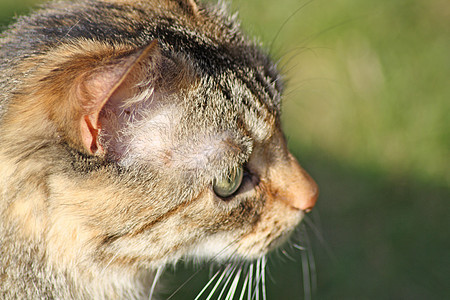 选项卡猫猫科天空头发动物哺乳动物鼻子房子投标爪子胡须图片