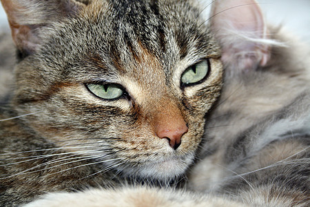 选项卡猫谷仓蓝色木头爪子小猫毛皮天空宠物动物鼻子图片