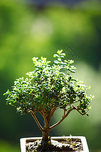 盆骨和碗花朵土壤爱好植物学自由植物宏观植物群木头生长图片