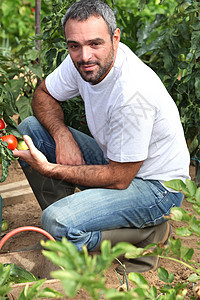 农民检查番茄图片