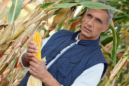 玉米农民农村灌溉园丁花园男人生长蓝色食物测试植物图片