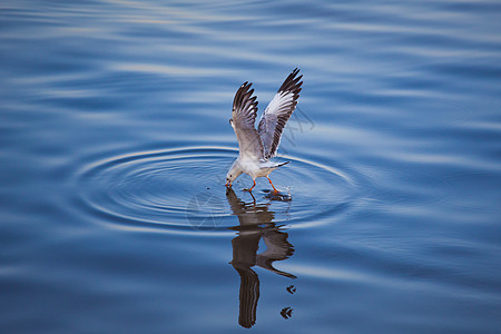 海豹吃海鸥食物航班动物海鸟天空自由猎物海洋空气蓝色图片