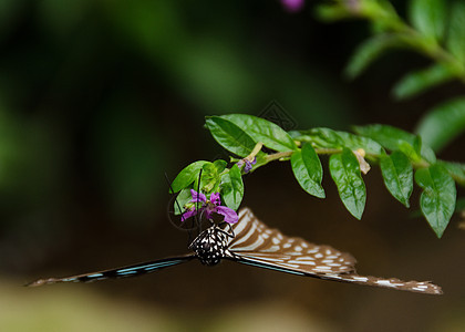蓝蝴蝶 日本的理论派昆虫翅膀宏观意念黄色花蜜天堂风筝植物紫色图片