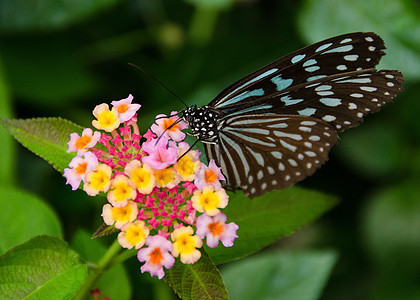 蓝蝴蝶 日本的理论派意念玻璃状粉色老虎白色花蜜黄色植物昆虫绿色图片