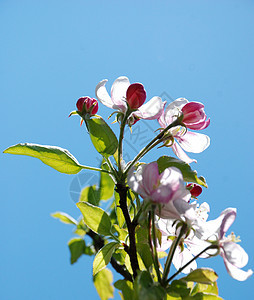 果园中的苹果花植物花园园艺李子季节生长蓝色花瓣幸福活力图片