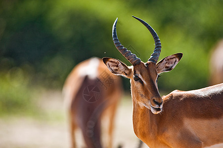 Impala 头转向荒野动物喇叭手表跳羚内存国家火星野生动物旅行图片