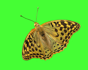 蝴蝶翅膀宏观环境动物群昆虫绿色棕色图片