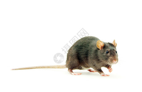 大鼠哺乳动物害虫白色宠物鼻子尾巴晶须耳朵毛皮老鼠图片