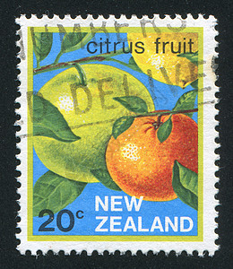 柑橘果橙子历史性植物邮戳植物学皮肤邮件邮资果园灌木图片