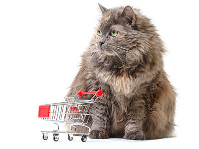 带有购物墨盒的猫采购动物店铺金属白色销售轮子大车零售市场图片