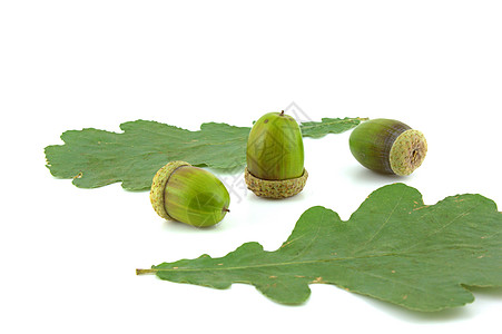 橡树叶和橡树水果树木收获植物棕色种子植物学生活绿色季节图片