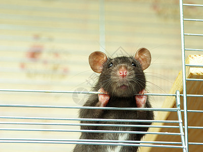 大鼠耳朵哺乳动物宠物毛皮爪子尾巴害虫老鼠头发鼻子图片