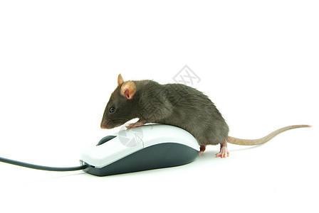 计算机鼠标毛皮黑色宠物老鼠电脑白色宏观背景图片