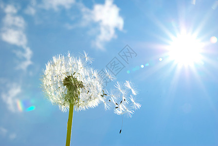 花层白色杂草天空自由柔软度阳光种子植物群太阳蓝色图片