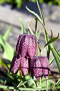 深红紫铃 在春天盛开花朵图片