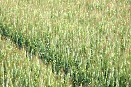 春季绿小麦田植物生活生长季节农业收成粮食天空稻草大麦图片