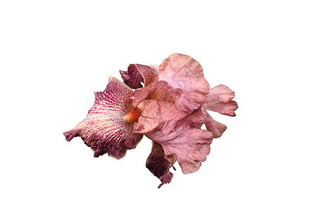 白底的花朵粉红色和紫色图片