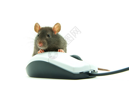 计算机鼠标上的老鼠宠物黑色电脑宏观白色毛皮背景图片