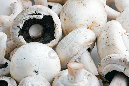 食用蘑菇 特别是养殖的阿加里种餐厅食物蔬菜营养木头团体菌类烹饪桌子午餐图片
