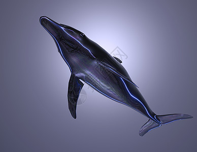 飞行的鲸鱼海豚渲染动物插图海洋学虚幻学校鲸鱼蓝色鲸目海洋背景
