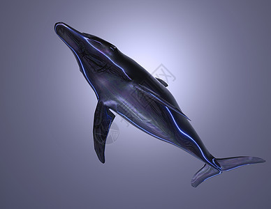 海豚渲染动物插图海洋学虚幻学校鲸鱼蓝色鲸目海洋背景图片