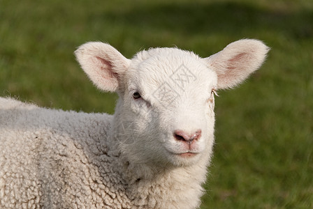 羔羊羊肉蓝色季节农业泥滩牧羊人晴天小绵羊孩子们羊头图片
