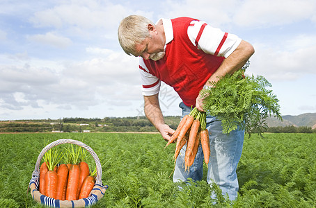 骄傲的胡萝卜农民在他的篮子里摘新鲜胡萝卜农村老年农田植物男人场地工作农业农场蔬菜图片