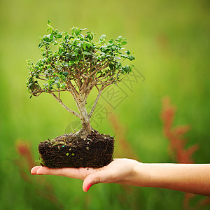 盆骨和碗生活植物群花朵枝条叶子地球植物学生长树干自由图片