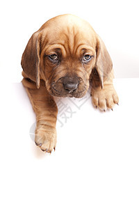 信件窗式狗小狗白色广告牌横幅空白哺乳动物木板朋友犬类动物图片
