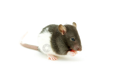 大鼠灰色害虫哺乳动物鼻子头发毛皮爪子宠物白色老鼠图片