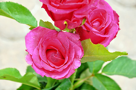 红玫瑰风格庆典装饰植物红色植物群美丽花瓣叶子礼物图片
