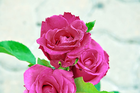 红玫瑰花束植物玫瑰风格庆典花瓣植物群美丽红色礼物图片