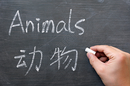 动物  写在涂抹黑板上的字知识黑色白色粉笔字母广告牌木板语言教学学习图片
