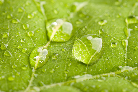 有水滴的绿叶静脉绿色宏观雨滴叶子植物图片