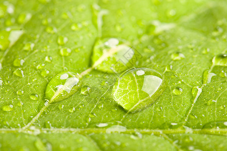 有水滴的绿叶叶子宏观植物静脉雨滴绿色图片