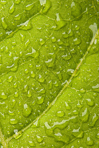 有水滴的绿叶静脉叶子雨滴植物宏观绿色图片